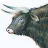 De l'aurochs au bœuf domestique
